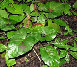 海南千年健 海南千年健