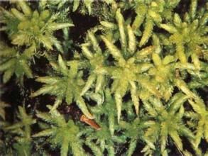 粗肋曲柄蘚 粗肋曲柄蘚