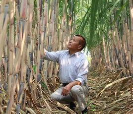 日本蜜蔗 日本蜜蔗