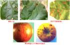 蘋果斑點落葉病 蘋果斑點落葉病