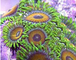 棕綠鈕扣珊瑚