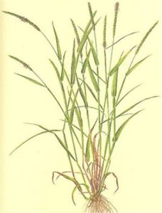 大穗看麥娘 大穗看麥娘