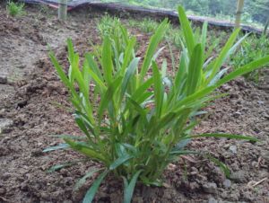 川東獐牙菜 川東獐牙菜