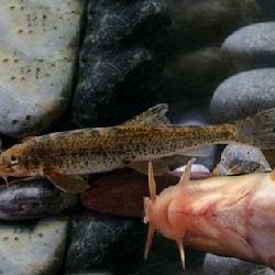 高原鰍屬 高原鰍屬