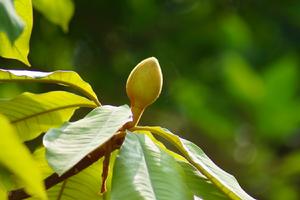 長葉木蘭 長葉木蘭