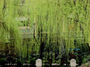 絲絲縷縷 絲絲縷縷