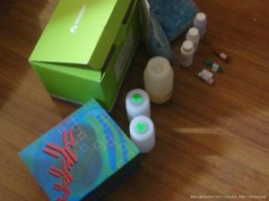 腎上腺抗體 腎上腺抗體