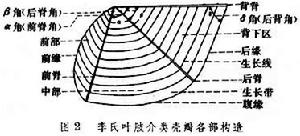 葉肢介（化石）