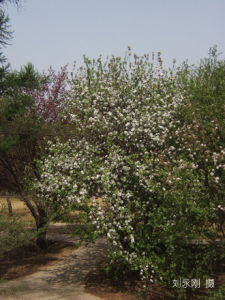 中國科學院植物研究所