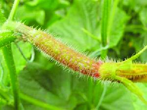 激素黃瓜 激素黃瓜