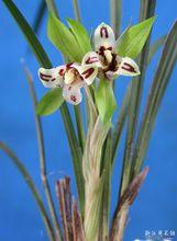 春嬋（春蘭名品）