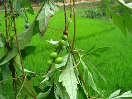 馬瓜交兒 馬瓜交兒