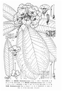 毛枝杜鵑 毛枝杜鵑