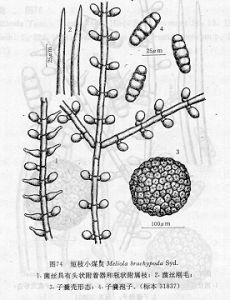 短枝小煤炱 短枝小煤炱