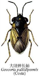 大眼蟬長蝽 大眼蟬長蝽