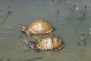 三趾箱龜