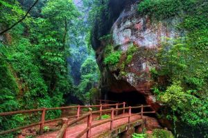 桫欏自然保護區 桫欏自然保護區