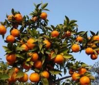 方岩紅桔 方岩紅桔