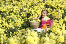 採菊東籬下[鄧文怡單曲]