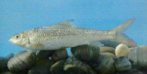 小口白甲魚 小口白甲魚