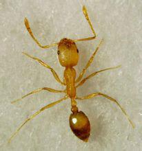 殺死螞蟻的54種方法 殺死螞蟻的54種方法