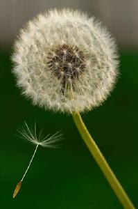 蒲公英(植物)