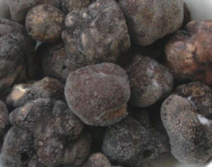 地下真菌 地下真菌