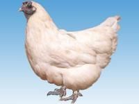 雲龍矮腳雞 雲龍矮腳雞