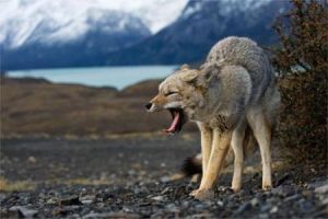 阿根廷狐狼 阿根廷狐狼