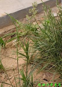 羊茅屬植物 羊茅屬植物