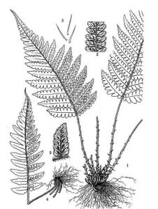 中華茯蕨 中華茯蕨