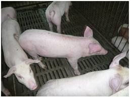 豬空腸彎曲菌病 病豬防治