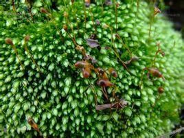 柔葉真蘚 柔葉真蘚