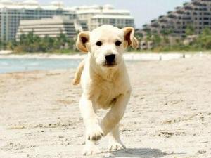 《馬利和我》劇照