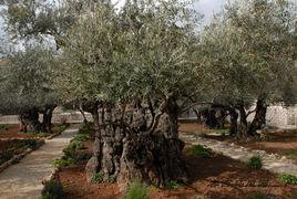 客西馬尼園 客西馬尼園