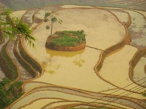 （圖）金色的梯田