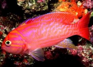 雙斑擬花鮨 雙斑擬花鮨