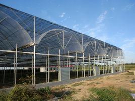 連棟溫室 連棟溫室