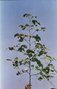 中棉所43 中棉所43