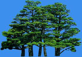 日本黑松 日本黑松