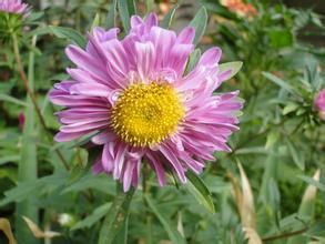 堇舌紫菀 堇舌紫菀