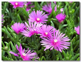 禾葉多蘿花 禾葉多蘿花