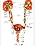 尿道結石 尿道結石
