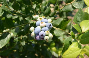佰蒂藍莓 佰蒂藍莓