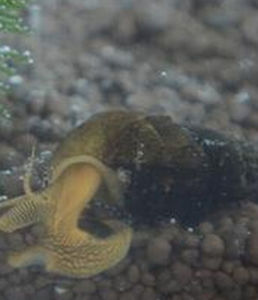 肋擬釘螺 肋擬釘螺