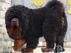 北怪王-五個半月