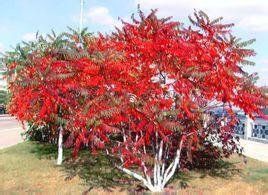 平枝枸子 平枝枸子