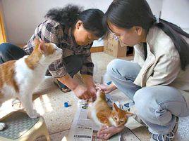 中國愛貓者協會
