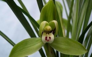 高翁台荷 高翁台荷