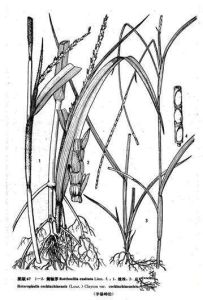 筒軸茅亞族 筒軸茅亞族